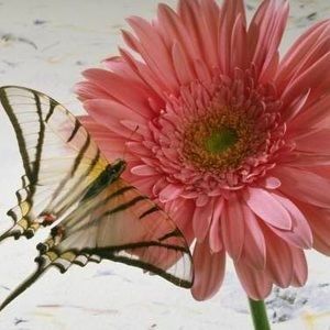 Meet your Posher, Sonya